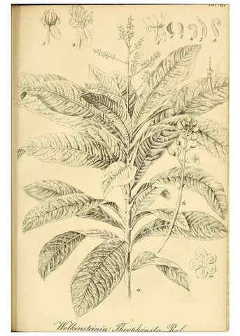 Reproducción/Reproduction 49691706171: Gartenflora.. Erlangen :F. Enke,1852-1940.. 
