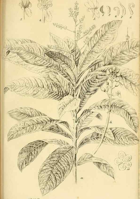 Reproducción/Reproduction 49691706171: Gartenflora.. Erlangen :F. Enke,1852-1940.. 