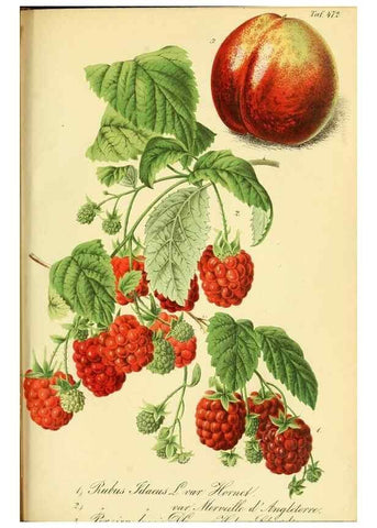 Reproducción/Reproduction 49692011537: Gartenflora.. Erlangen :F. Enke,1852-1940.. 