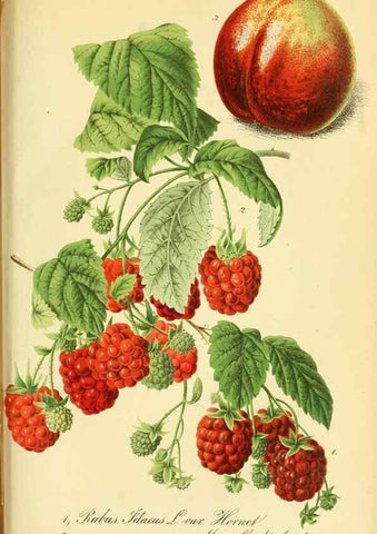 Reproducción/Reproduction 49692011537: Gartenflora.. Erlangen :F. Enke,1852-1940.. 