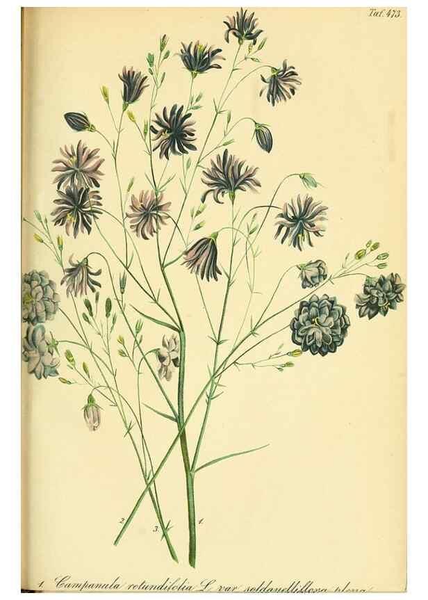 Reproducción/Reproduction 49691706586: Gartenflora.. Erlangen :F. Enke,1852-1940.. 