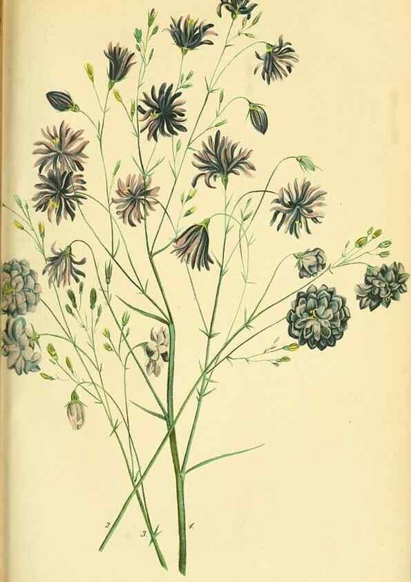 Reproducción/Reproduction 49691706586: Gartenflora.. Erlangen :F. Enke,1852-1940.. 