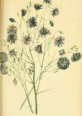 Reproducción/Reproduction 49691706586: Gartenflora.. Erlangen :F. Enke,1852-1940.. 