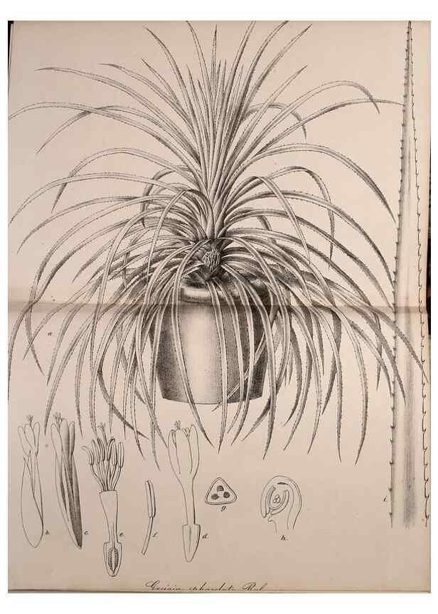 Reproducción/Reproduction 49691706916: Gartenflora.. Erlangen :F. Enke,1852-1940.. 