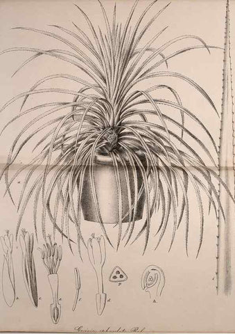 Reproducción/Reproduction 49691706916: Gartenflora.. Erlangen :F. Enke,1852-1940.. 
