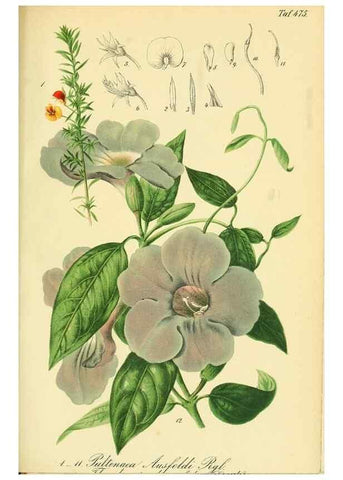 Reproducción/Reproduction 49691168783: Gartenflora.. Erlangen :F. Enke,1852-1940.. 