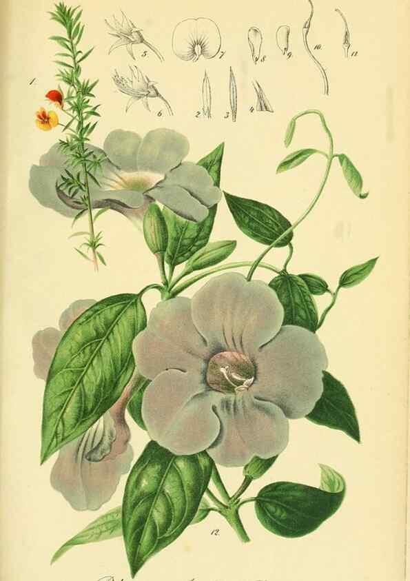 Reproducción/Reproduction 49691168783: Gartenflora.. Erlangen :F. Enke,1852-1940.. 