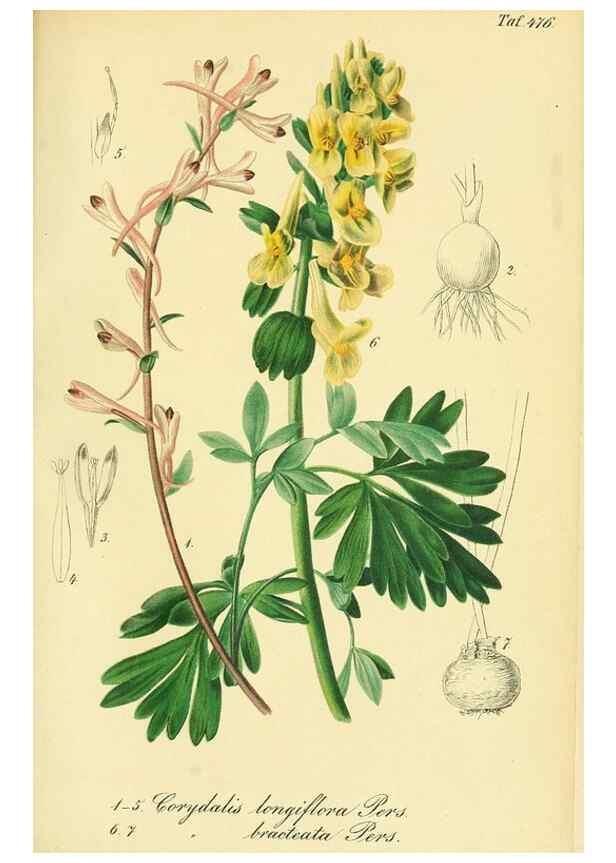 Reproducción/Reproduction 49691707336: Gartenflora.. Erlangen :F. Enke,1852-1940.. 