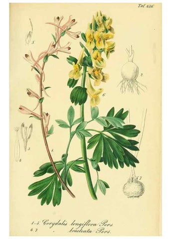 Reproducción/Reproduction 49691707336: Gartenflora.. Erlangen :F. Enke,1852-1940.. 