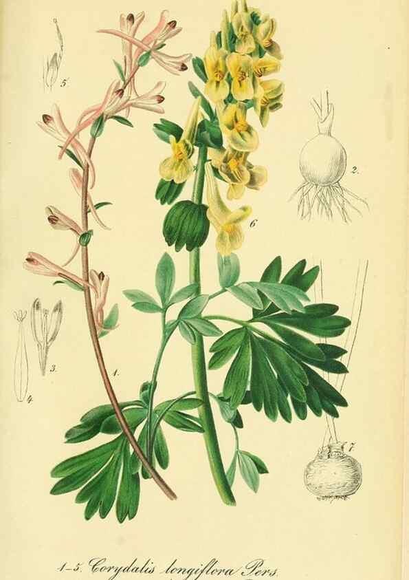 Reproducción/Reproduction 49691707336: Gartenflora.. Erlangen :F. Enke,1852-1940.. 