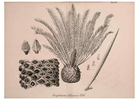 Reproducción/Reproduction 49691169183: Gartenflora.. Erlangen :F. Enke,1852-1940.. 