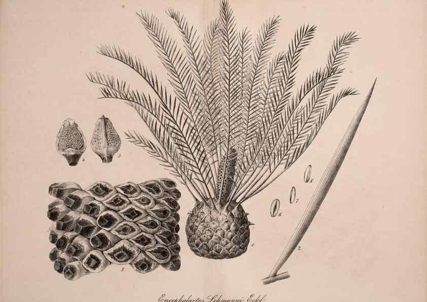 Reproducción/Reproduction 49691169183: Gartenflora.. Erlangen :F. Enke,1852-1940.. 