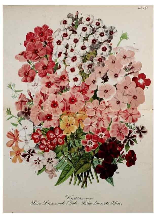 Reproducción/Reproduction 49691169403: Gartenflora.. Erlangen :F. Enke,1852-1940.. 
