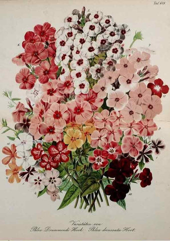 Reproducción/Reproduction 49691169403: Gartenflora.. Erlangen :F. Enke,1852-1940.. 