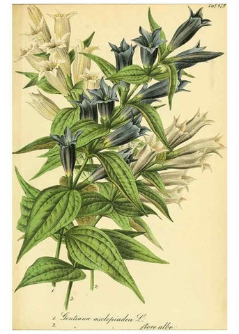Reproducción/Reproduction 49691169623: Gartenflora.. Erlangen :F. Enke,1852-1940.. 