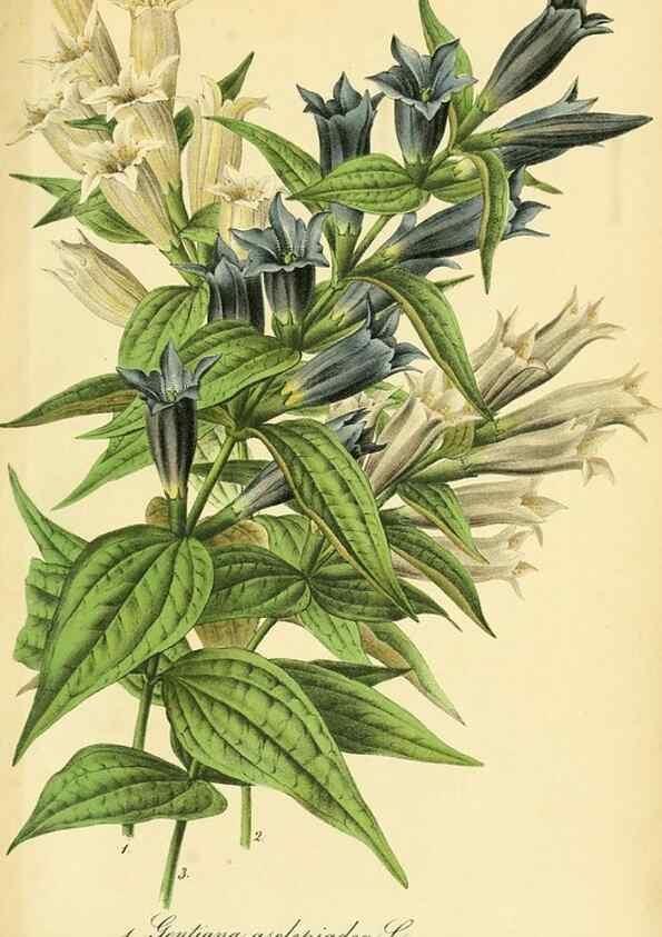 Reproducción/Reproduction 49691169623: Gartenflora.. Erlangen :F. Enke,1852-1940.. 