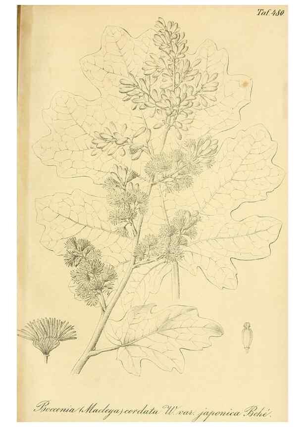 Reproducción/Reproduction 49692013412: Gartenflora.. Erlangen :F. Enke,1852-1940.. 