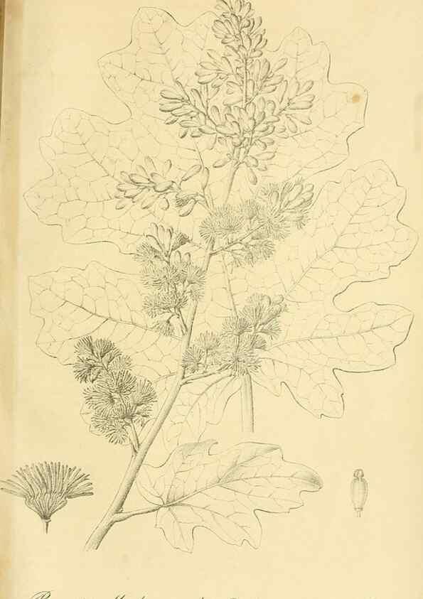 Reproducción/Reproduction 49692013412: Gartenflora.. Erlangen :F. Enke,1852-1940.. 