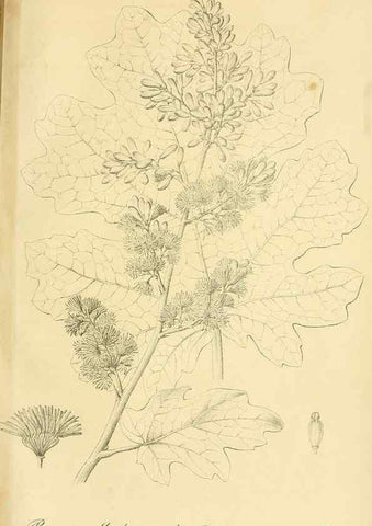 Reproducción/Reproduction 49692013412: Gartenflora.. Erlangen :F. Enke,1852-1940.. 