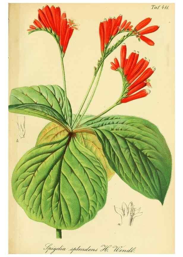 Reproducción/Reproduction 49692013657: Gartenflora.. Erlangen :F. Enke,1852-1940.. 