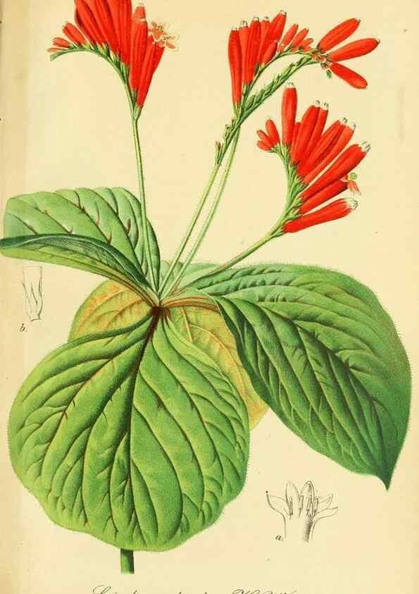 Reproducción/Reproduction 49692013657: Gartenflora.. Erlangen :F. Enke,1852-1940.. 