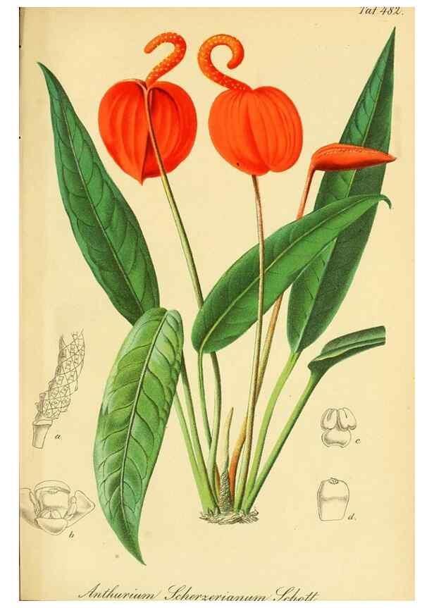Reproducción/Reproduction 49691170263: Gartenflora.. Erlangen :F. Enke,1852-1940.. 