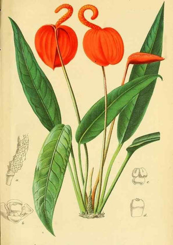 Reproducción/Reproduction 49691170263: Gartenflora.. Erlangen :F. Enke,1852-1940.. 