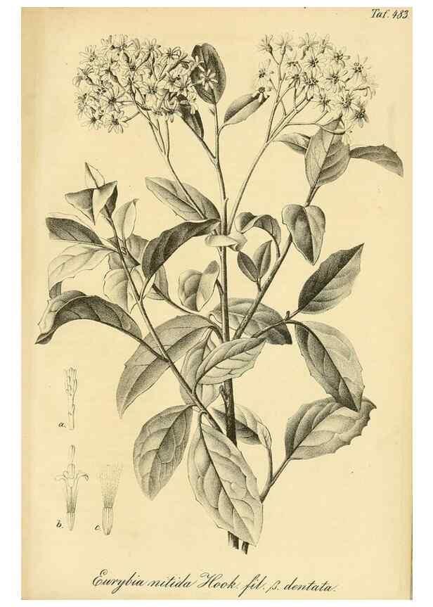 Reproducción/Reproduction 49692014152: Gartenflora.. Erlangen :F. Enke,1852-1940.. 