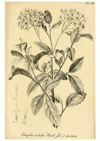 Reproducción/Reproduction 49692014152: Gartenflora.. Erlangen :F. Enke,1852-1940.. 