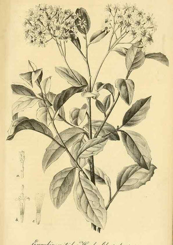 Reproducción/Reproduction 49692014152: Gartenflora.. Erlangen :F. Enke,1852-1940.. 