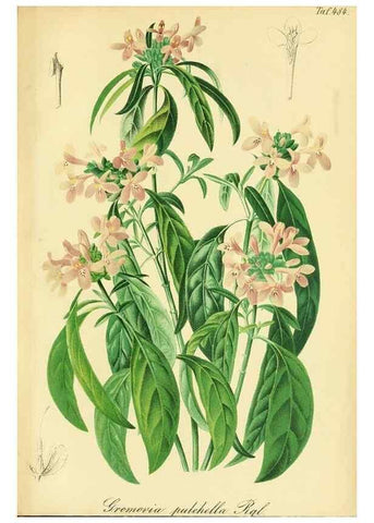 Reproducción/Reproduction 49691709231: Gartenflora.. Erlangen :F. Enke,1852-1940.. 