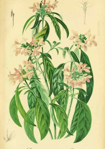 Reproducción/Reproduction 49691709231: Gartenflora.. Erlangen :F. Enke,1852-1940.. 