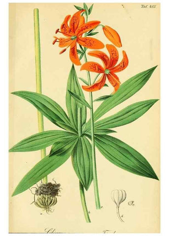 Reproducción/Reproduction 49691171043: Gartenflora.. Erlangen :F. Enke,1852-1940.. 