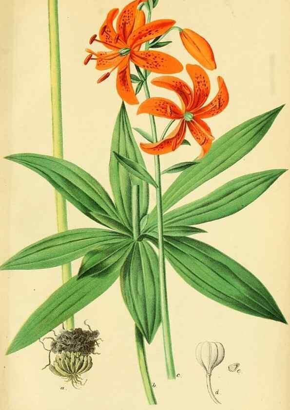 Reproducción/Reproduction 49691171043: Gartenflora.. Erlangen :F. Enke,1852-1940.. 