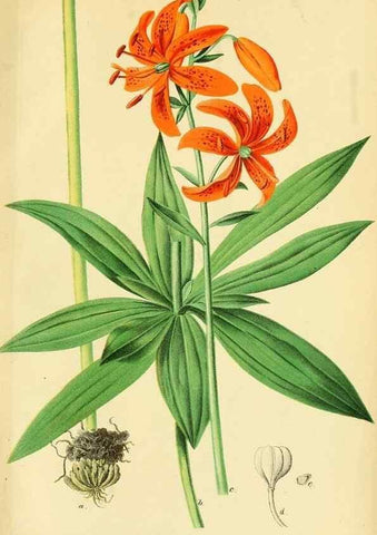 Reproducción/Reproduction 49691171043: Gartenflora.. Erlangen :F. Enke,1852-1940.. 