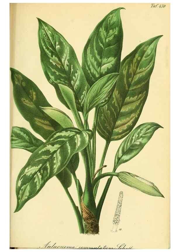 Reproducción/Reproduction 49691705976: Gartenflora.. Erlangen :F. Enke,1852-1940.. 