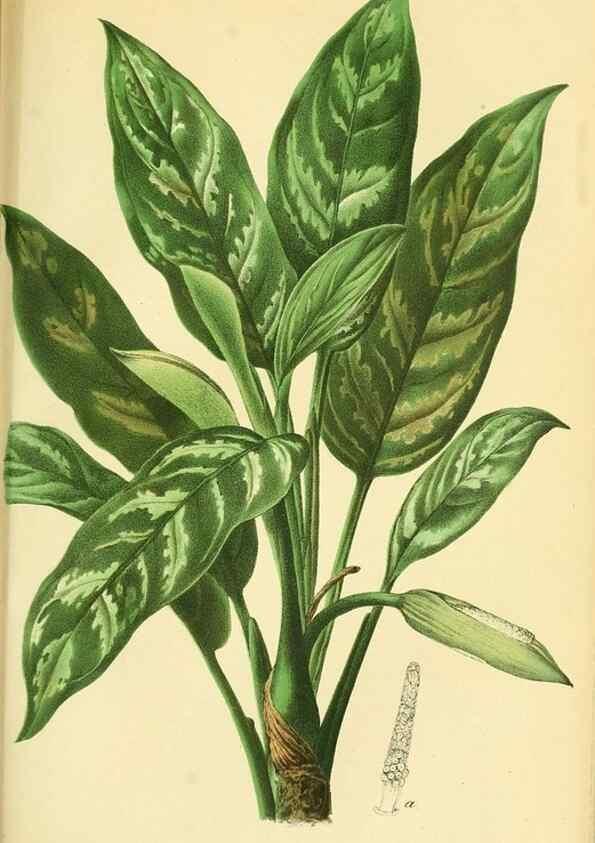 Reproducción/Reproduction 49691705976: Gartenflora.. Erlangen :F. Enke,1852-1940.. 