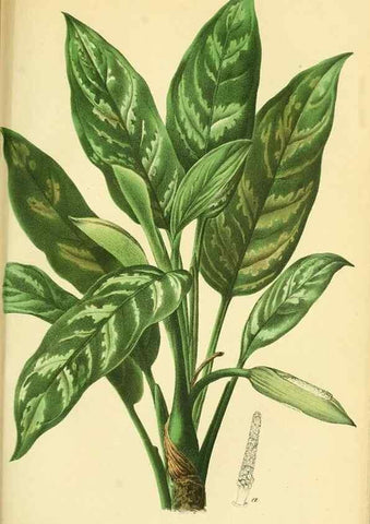 Reproducción/Reproduction 49691705976: Gartenflora.. Erlangen :F. Enke,1852-1940.. 