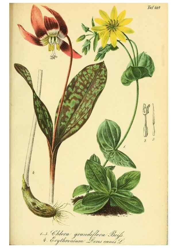 Reproducción/Reproduction 49692010907: Gartenflora.. Erlangen :F. Enke,1852-1940.. 