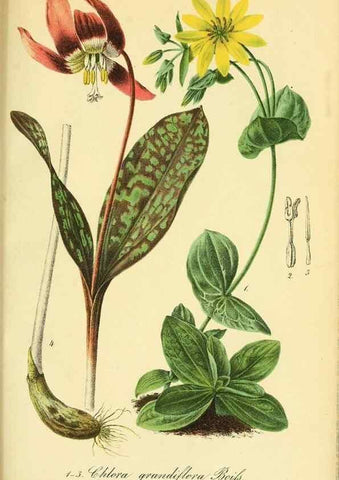 Reproducción/Reproduction 49692010907: Gartenflora.. Erlangen :F. Enke,1852-1940.. 