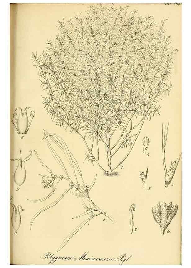 Reproducción/Reproduction 49691705511: Gartenflora.. Erlangen :F. Enke,1852-1940.. 
