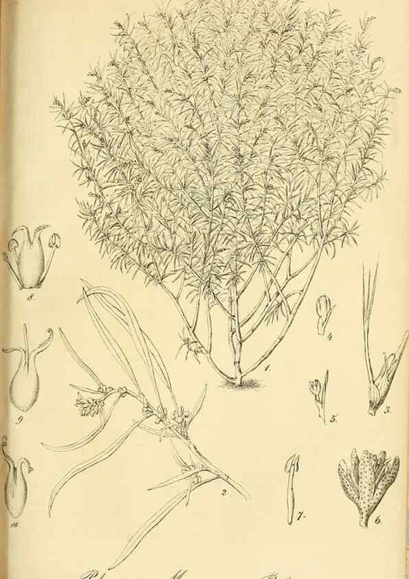 Reproducción/Reproduction 49691705511: Gartenflora.. Erlangen :F. Enke,1852-1940.. 