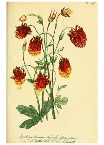 Reproducción/Reproduction 49691166948: Gartenflora.. Erlangen :F. Enke,1852-1940.. 