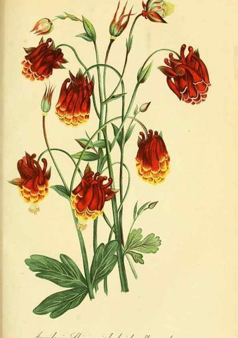 Reproducción/Reproduction 49691166948: Gartenflora.. Erlangen :F. Enke,1852-1940.. 