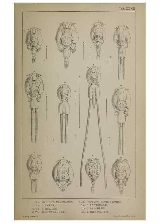 Reproducción/Reproduction 49691312256: The natural history of the British Entomostraca.. London,The Ray society,1850.. 