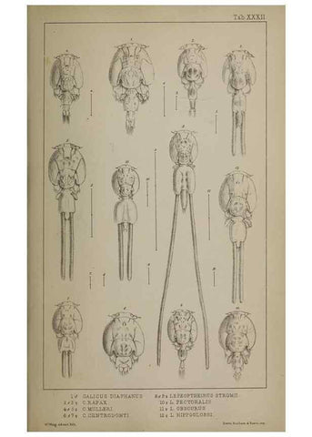Reproducción/Reproduction 49691312256: The natural history of the British Entomostraca.. London,The Ray society,1850.. 