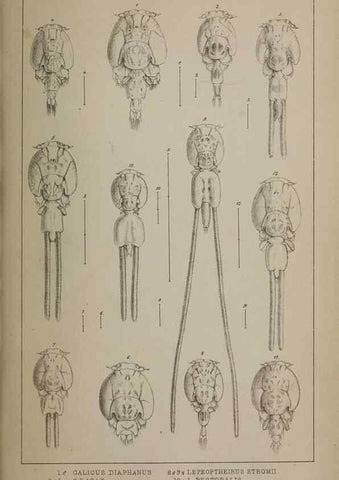 Reproducción/Reproduction 49691312256: The natural history of the British Entomostraca.. London,The Ray society,1850.. 