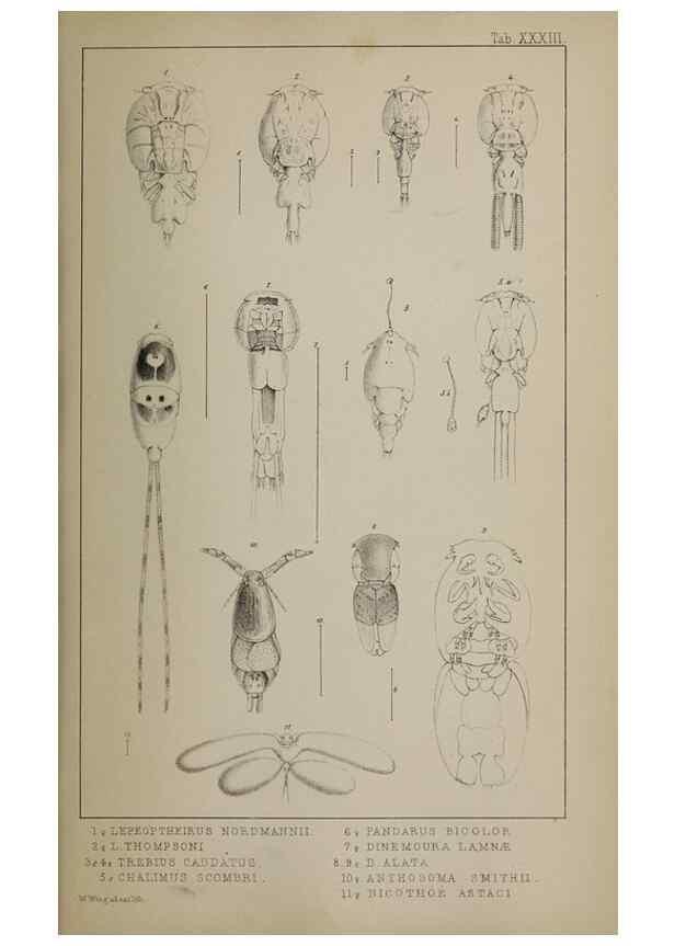 Reproducción/Reproduction 49691620737: The natural history of the British Entomostraca.. London,The Ray society,1850.. 
