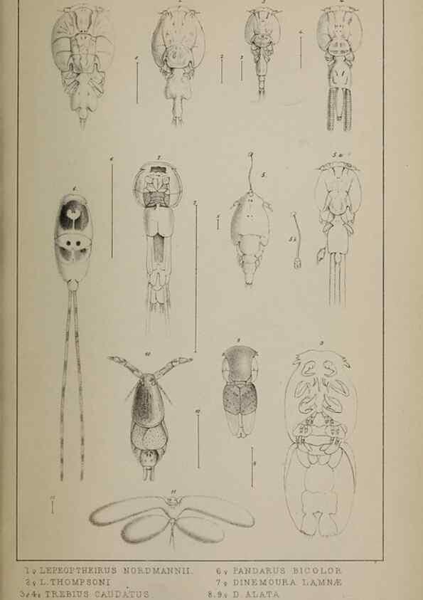 Reproducción/Reproduction 49691620737: The natural history of the British Entomostraca.. London,The Ray society,1850.. 