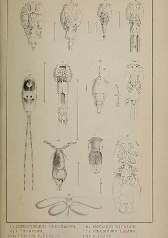 Reproducción/Reproduction 49691620737: The natural history of the British Entomostraca.. London,The Ray society,1850.. 